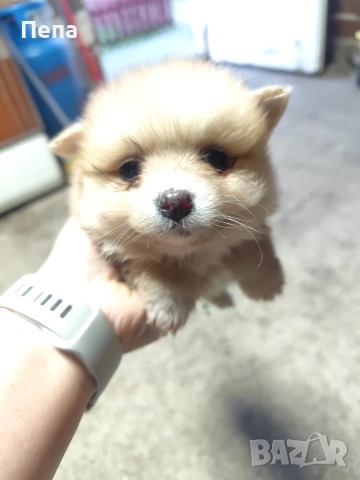 шпиц померан , снимка 12 - Шпиц - 52793634