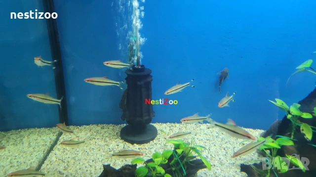 Барбус ДЕНИСОНИ