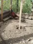 Колхидски фазан , снимка 3