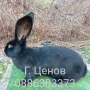 Продавам зайци великани, снимка 5