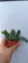 Huernia zebrina, снимка 5