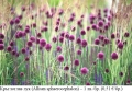 Кръглоглав лук (Allium sphaerocephalon) - луковици, снимка 1