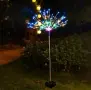 Соларно глухарче, снимка 3