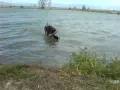 Курцхаари обучени , снимка 4