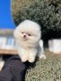 Мини мини Померан, снимка 6