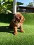 Кавапу (Cavapoo ), снимка 7