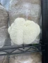 Домашно отгледани гъби Лъвска грива | Fresh Lion's Mane Mushrooms, снимка 2