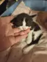 Подаряваме котенца, снимка 4