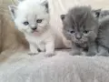 Британски дългокосмести котета , снимка 4