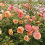 Роза 9, снимка 1 - Градински цветя и растения - 41784162