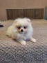 Померан померан, снимка 3