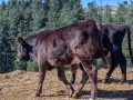 свободни телета за клане и гледане , снимка 9