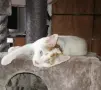 Бяло-рижав котарак търси дом, снимка 4