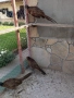Продавам колхитски фазани , снимка 4