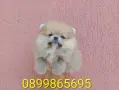 Померани. Момиче и момче., снимка 3