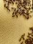 Тежки основи ДБ - 94гр  , снимка 1 - Стоки за пчели - 36108853