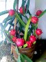 Питая(драконов плод), снимка 1 - Стайни растения - 41447866