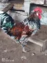 Оплодени яйца от Шведска цветна кокошка, снимка 1