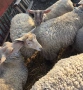 Овце от месодайни породи, снимка 6