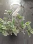 Tradescantia sillamontana във висяща кошница, снимка 3