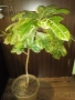 Традесканция рео, кротон,христов венец и други цветя/бамбук/цени в описанието , снимка 18