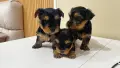 Йоркширски Териер / Йорки / Yorkie / Yorkshire Terrier, снимка 1
