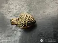 Нова златна висулка ❤️, снимка 3