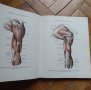 Атлас по анатомия на опорно-двигателния апарат на Синельников, снимка 4