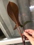 Резник philodendron Florida Bronze , снимка 4