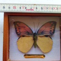 Пеперуда в кутия - сувенир, снимка 7 - Други ценни предмети - 39631880
