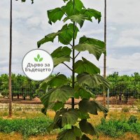 Най-бързорастящото дърво Пауловния, снимка 12 - Градински цветя и растения - 33835727