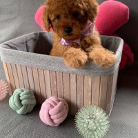 Пудел той с родословие Poodle toy, снимка 1 - Пудели - 41060049