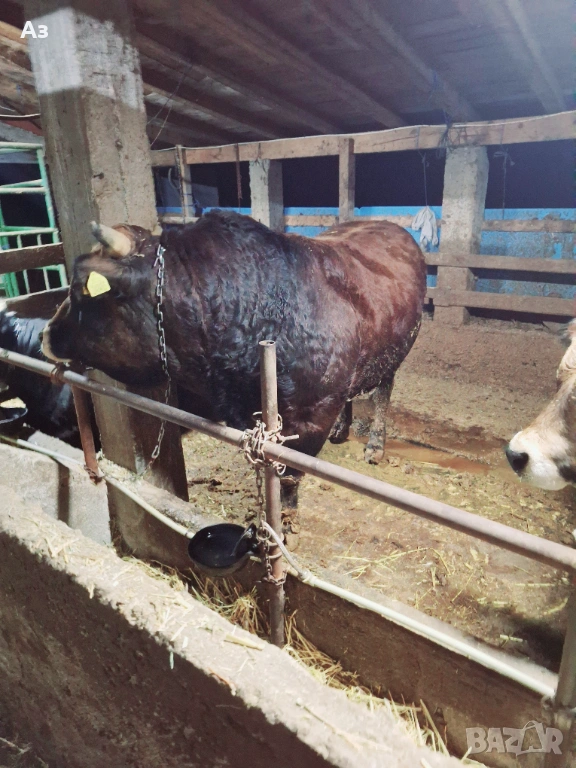 Продавам телета, снимка 1