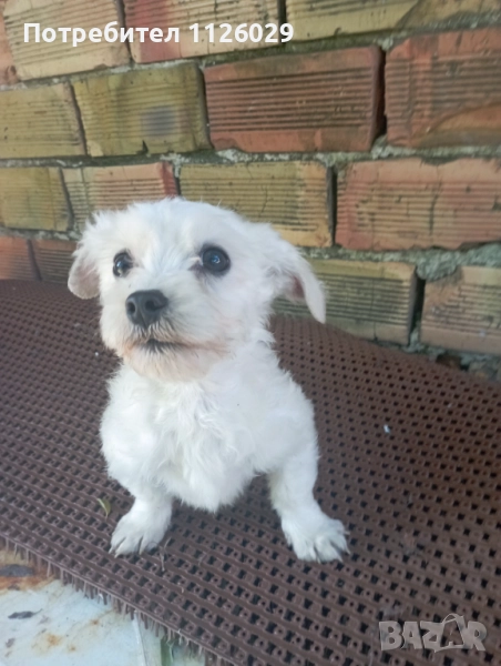 Мини мактийска болонка на 5 месеца , снимка 1