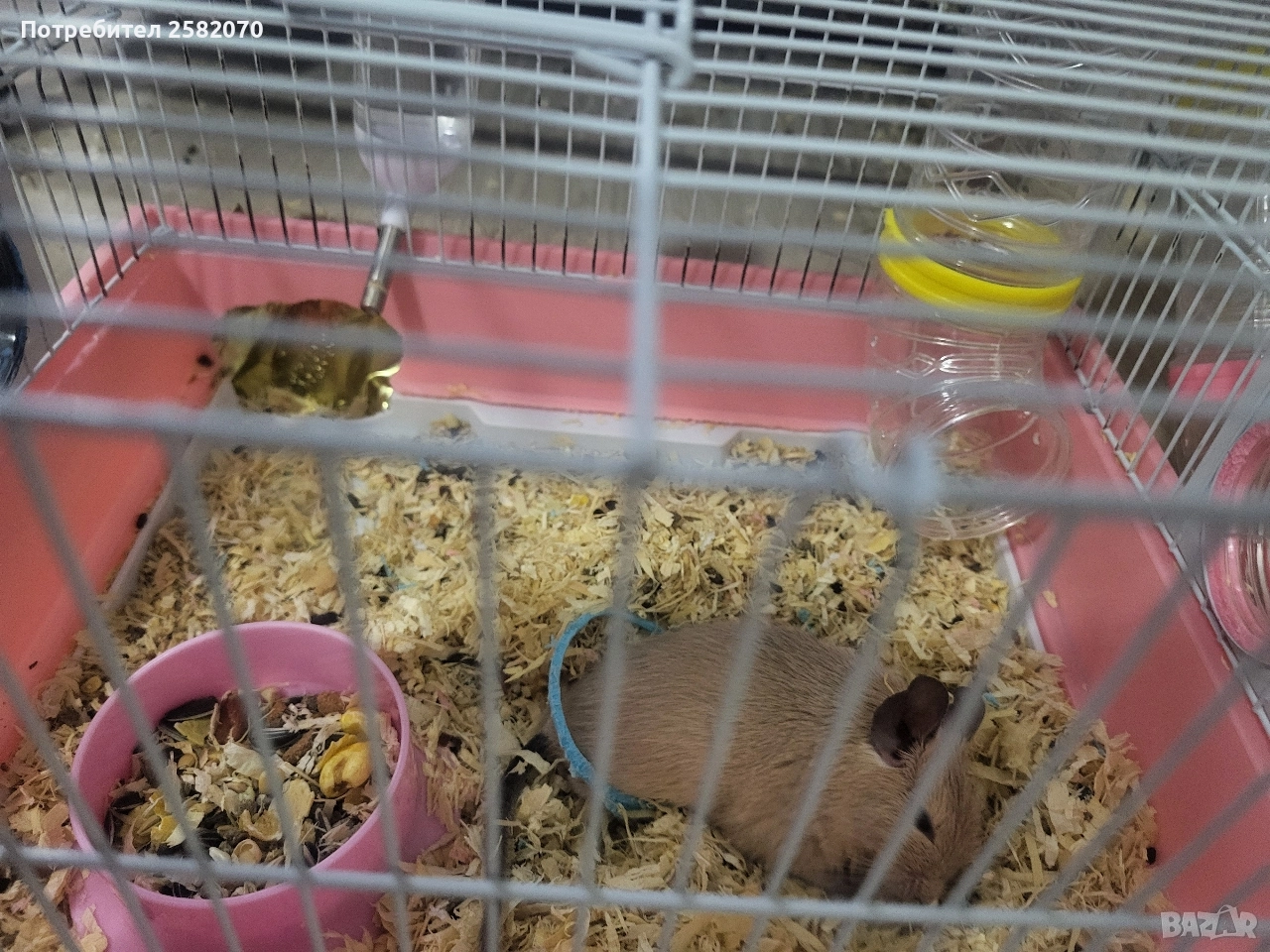 подарявам катерица дегу, снимка 1