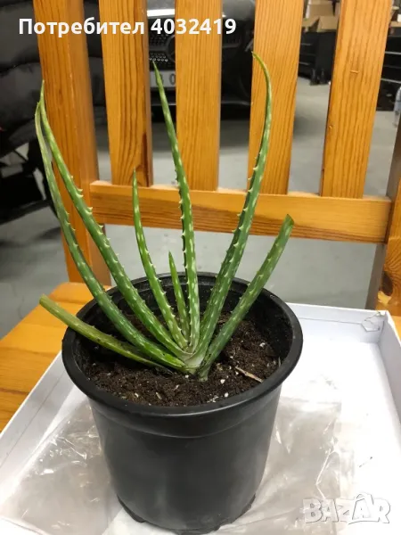 Алое Вера , снимка 1