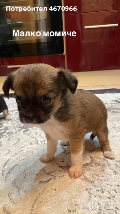 Продават се Чихуахуа и Пинчери, снимка 1