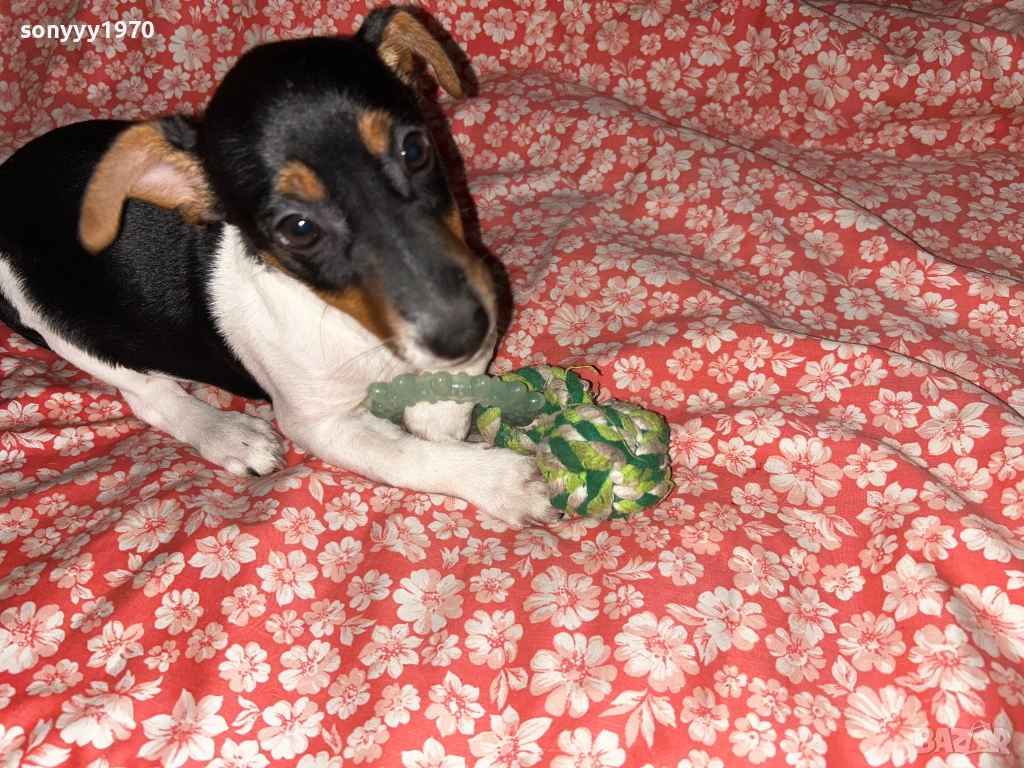 кутре за коледа-джак ръсел 0912250721, снимка 1