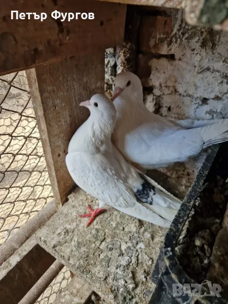 Продавам   бемкалии, снимка 1