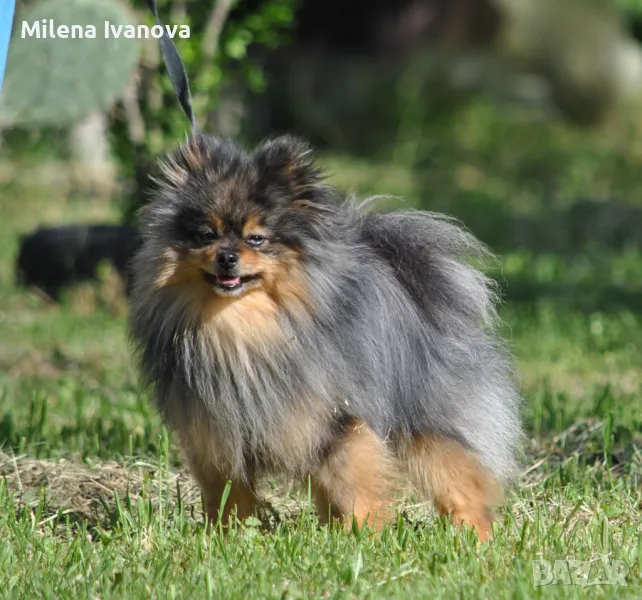 Померан мерле с родословие , снимка 1