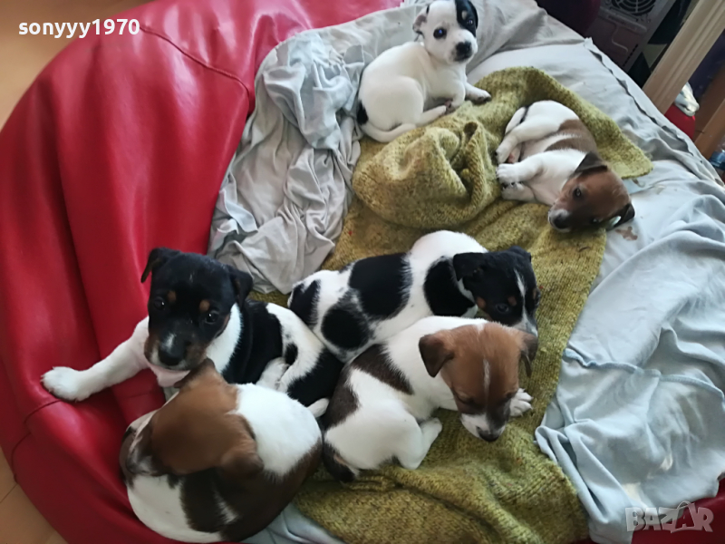 ДЖАКОВЕ СЛАДУРИ 2203221926, снимка 1