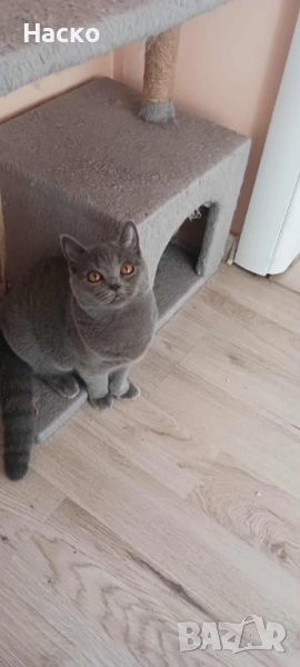 Британска късокосместа, снимка 1