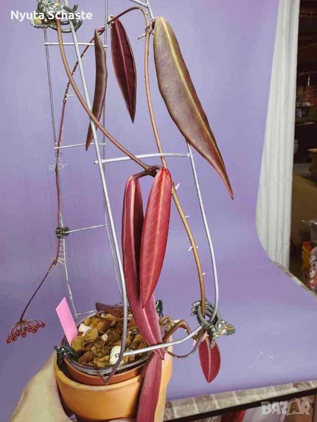 Хоя. Hoya pulchra , снимка 1