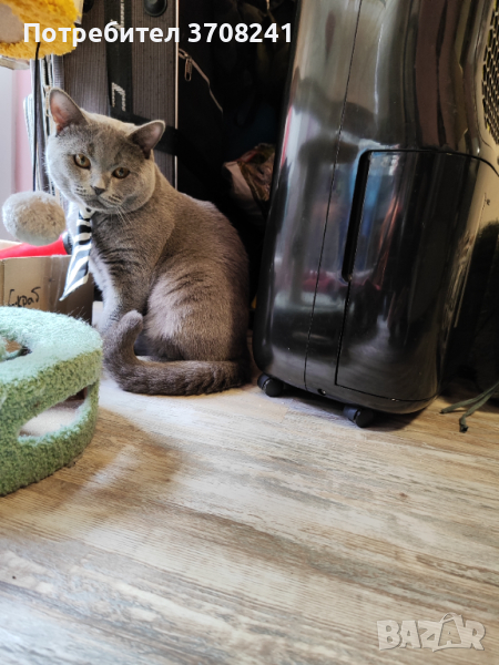 Млад британец си търси дама вече с поколение, снимка 1