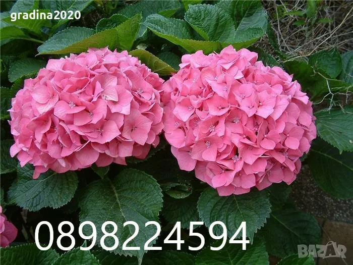  Хортензия -Hydrangea macrophylla Налични 4 вида , снимка 1