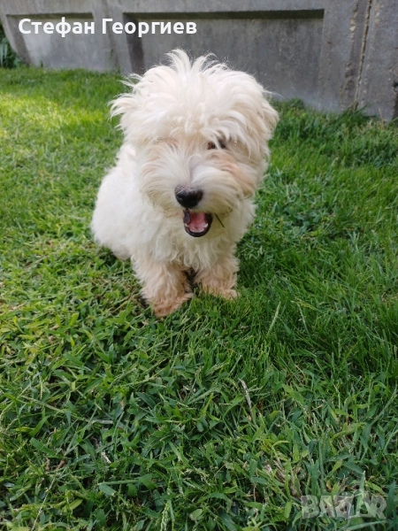 малтипу, снимка 1