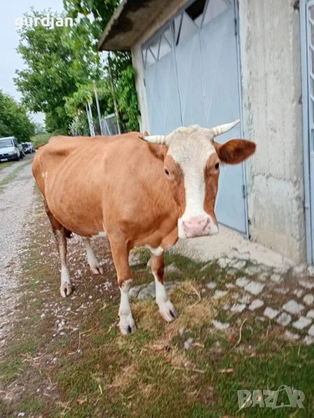крава на 6 години, снимка 1