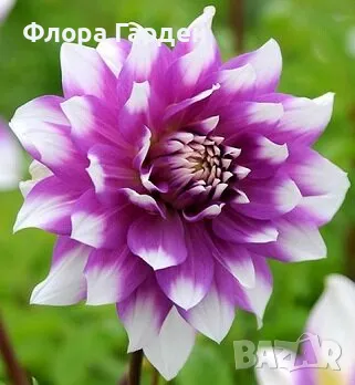 ДАЛИЯ - Грудки/ Пакети, снимка 1