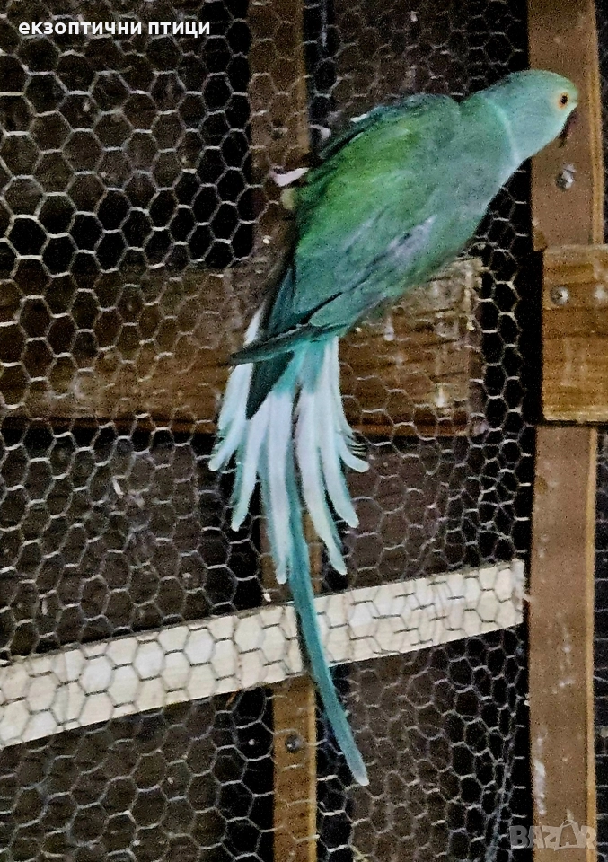 Продавам женска м. Александър, снимка 1