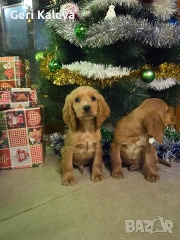 чистокръвни Кокер Шпаньоли, снимка 6 - Кокер шпаньол - 52750267